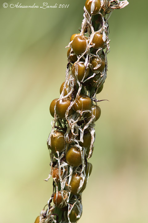 Asfodelo montano (Asphodelus albus) A